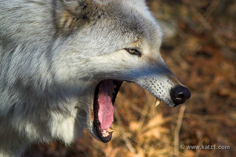Arctic Wolf 047